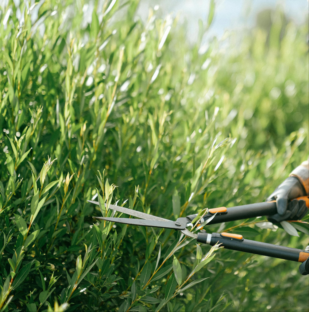 Hedges being trimmed with trimmers