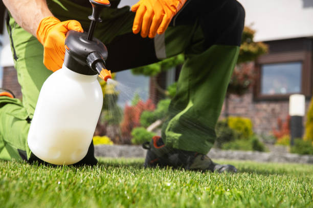 A man spraying grass from a spray bottle