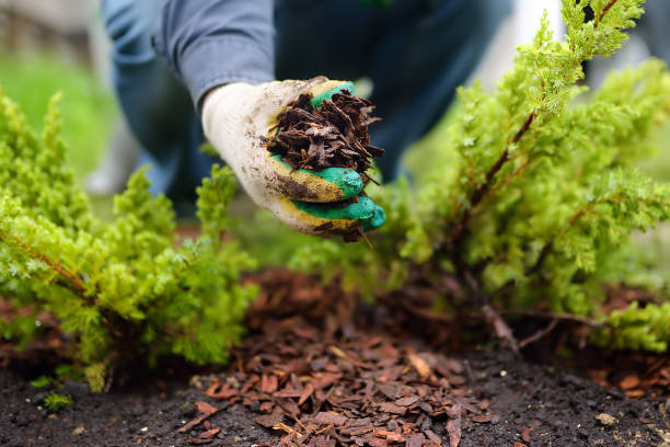 A garden with mulch